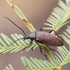 Homotrysis cisteloides (Darkling beetle) at Dryandra St Woodland - 20 Nov 2023 by ConBoekel