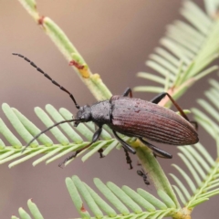 Homotrysis cisteloides (Darkling beetle) at Dryandra St Woodland - 21 Nov 2023 by ConBoekel