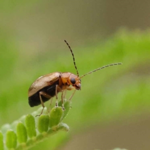 Ecnolagria grandis at Dryandra St Woodland - 21 Nov 2023