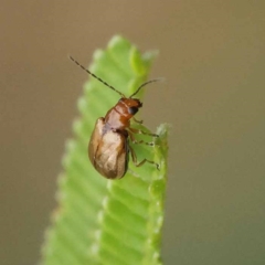 Ecnolagria grandis at Dryandra St Woodland - 21 Nov 2023