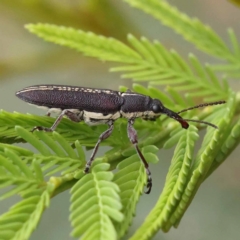 Rhinotia sp. in brunnea-group (A belid weevil) at Dryandra St Woodland - 21 Nov 2023 by ConBoekel