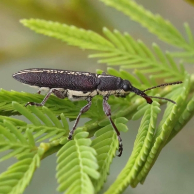 Rhinotia sp. in brunnea-group (A belid weevil) at Dryandra St Woodland - 21 Nov 2023 by ConBoekel