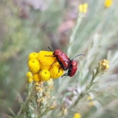 Aporocera (Aporocera) haematodes (A case bearing leaf beetle) at Franklin, ACT - 20 Nov 2023 by HappyWanderer