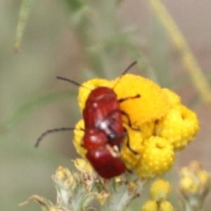 Aporocera (Aporocera) haematodes at North Mitchell Grassland  (NMG) - 21 Nov 2023