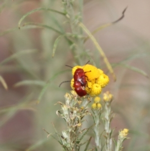 Aporocera (Aporocera) haematodes at North Mitchell Grassland  (NMG) - 21 Nov 2023