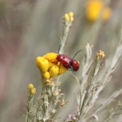 Aporocera (Aporocera) haematodes at North Mitchell Grassland  (NMG) - 21 Nov 2023