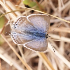 Lampides boeticus (Long-tailed Pea-blue) at Dryandra St Woodland - 20 Nov 2023 by ConBoekel