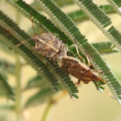 Omyta centrolineata (Centreline Shield Bug) at Dryandra St Woodland - 20 Nov 2023 by ConBoekel