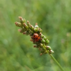 Hippodamia variegata (Spotted Amber Ladybird) at Budjan Galindji (Franklin Grassland) Reserve - 21 Nov 2023 by HappyWanderer