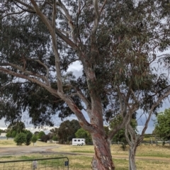 Eucalyptus mannifera (Brittle Gum) at Lions Youth Haven - Westwood Farm A.C.T. - 20 Nov 2023 by HelenCross