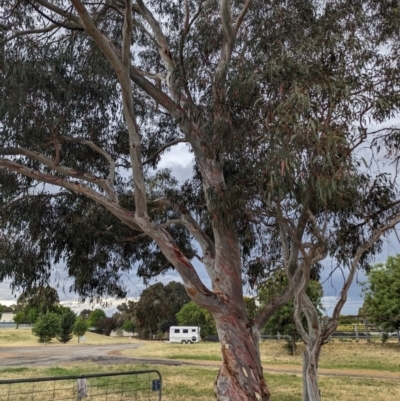 Eucalyptus mannifera (Brittle Gum) at Lions Youth Haven - Westwood Farm A.C.T. - 20 Nov 2023 by HelenCross