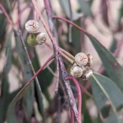 Eucalyptus mannifera at Lions Youth Haven - Westwood Farm A.C.T. - 20 Nov 2023