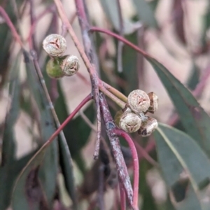 Eucalyptus mannifera at Lions Youth Haven - Westwood Farm A.C.T. - 20 Nov 2023