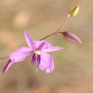 Arthropodium fimbriatum at Dryandra St Woodland - 21 Nov 2023