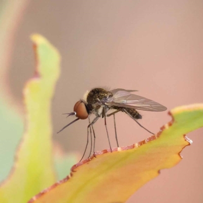 Geron nigralis (Slender bee fly) at Dryandra St Woodland - 21 Nov 2023 by ConBoekel