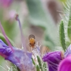 Muscoidea (super family) at North Mitchell Grassland  (NMG) - 21 Nov 2023 10:06 AM