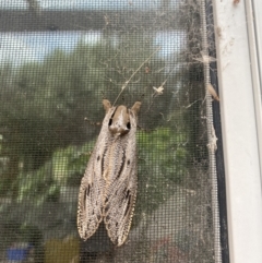 Endoxyla lituratus (A Wattle Goat Moth) at Gundaroo, NSW - 21 Nov 2023 by balkier