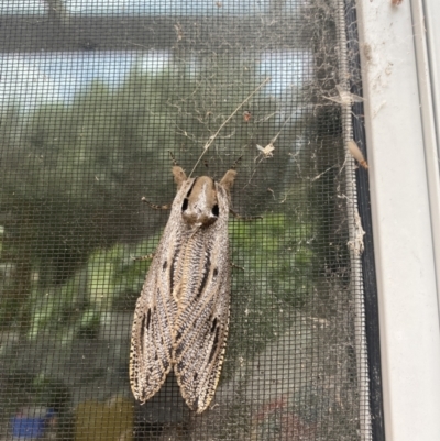 Endoxyla lituratus (A Wattle Goat Moth) at Gundaroo, NSW - 21 Nov 2023 by balkier