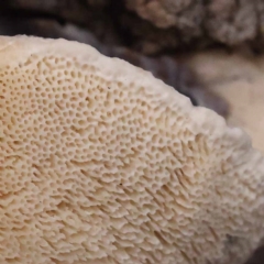 Trametes versicolor at Dryandra St Woodland - 21 Nov 2023