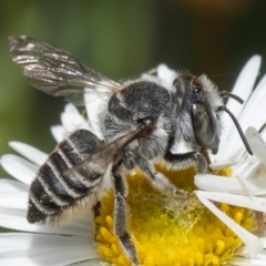 Megachile (Eutricharaea) serricauda (Leafcutter bee, Megachilid bee) at Murrumbateman, NSW - 21 Nov 2023 by amiessmacro