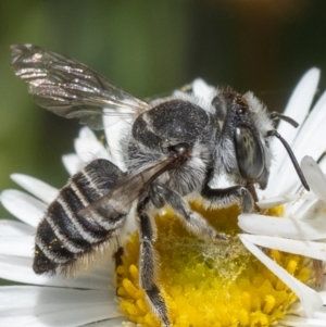 Megachile (Eutricharaea) serricauda at Murrumbateman, NSW - 21 Nov 2023 02:38 PM