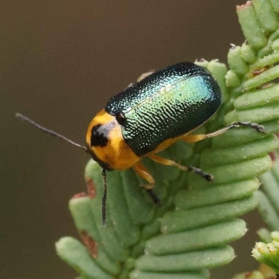 Aporocera (Aporocera) consors (A leaf beetle) at Dryandra St Woodland - 21 Nov 2023 by ConBoekel