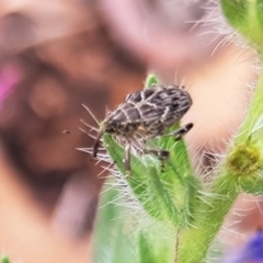 Mogulones geographicus (Paterson's Curse root weevil) at Budjan Galindji (Franklin Grassland) Reserve - 20 Nov 2023 by HappyWanderer