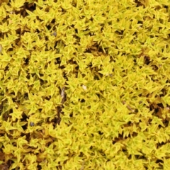 Unverified Moss, Liverwort or Hornwort at Dryandra St Woodland - 21 Nov 2023 by ConBoekel