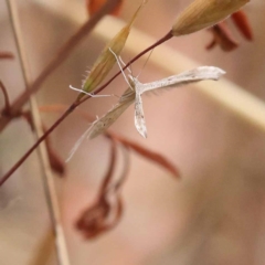 Platyptilia celidotus (Plume Moth) at Dryandra St Woodland - 20 Nov 2023 by ConBoekel