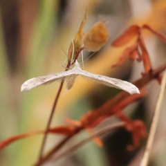 Platyptilia celidotus at Dryandra St Woodland - 21 Nov 2023