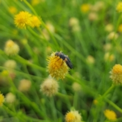 Coccinellidae (family) (Unidentified lady beetle) at North Mitchell Grassland  (NMG) - 21 Nov 2023 by HappyWanderer