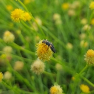 Coccinellidae (family) at North Mitchell Grassland  (NMG) - 21 Nov 2023 10:16 AM