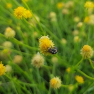 Coccinellidae (family) at North Mitchell Grassland  (NMG) - 21 Nov 2023 10:16 AM