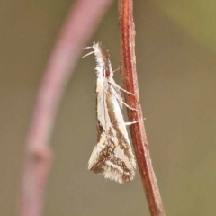 Thema macroscia (A concealer moth) at Dryandra St Woodland - 21 Nov 2023 by ConBoekel