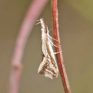 Thema macroscia at Dryandra St Woodland - 21 Nov 2023