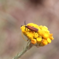 Porrostoma rhipidium (Long-nosed Lycid (Net-winged) beetle) at North Mitchell Grassland  (NMG) - 21 Nov 2023 by HappyWanderer