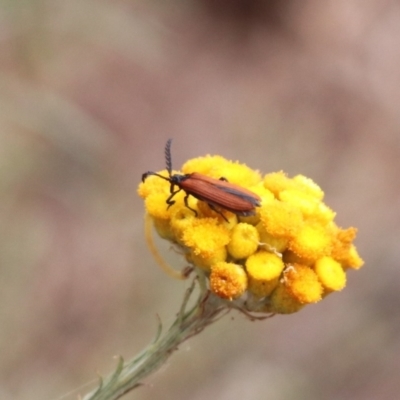 Porrostoma rhipidium (Long-nosed Lycid (Net-winged) beetle) at Budjan Galindji (Franklin Grassland) Reserve - 20 Nov 2023 by HappyWanderer