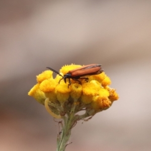 Porrostoma rhipidium at North Mitchell Grassland  (NMG) - 21 Nov 2023