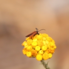 Porrostoma rhipidium at North Mitchell Grassland  (NMG) - 21 Nov 2023