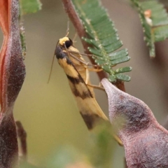Termessa zonophanes at Dryandra St Woodland - 21 Nov 2023 09:27 AM