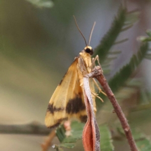 Termessa zonophanes at Dryandra St Woodland - 21 Nov 2023 09:27 AM