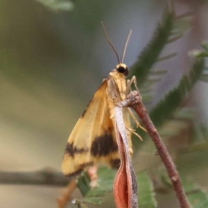 Termessa zonophanes at Dryandra St Woodland - 21 Nov 2023