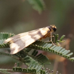 Termessa zonophanes at Dryandra St Woodland - 21 Nov 2023 09:27 AM