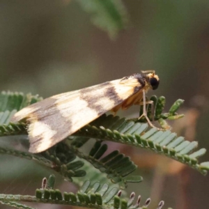 Termessa zonophanes at Dryandra St Woodland - 21 Nov 2023 09:27 AM