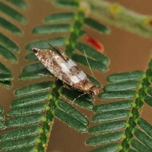 Glyphipterix meteora at Dryandra St Woodland - 21 Nov 2023