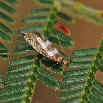 Glyphipterix meteora (A Sedge Moth) at Dryandra St Woodland - 21 Nov 2023 by ConBoekel