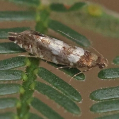 Glyphipterix meteora at Dryandra St Woodland - 21 Nov 2023