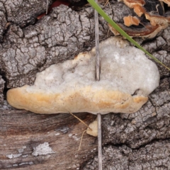 Unverified Other non-black fungi  at Dryandra St Woodland - 21 Nov 2023 by ConBoekel