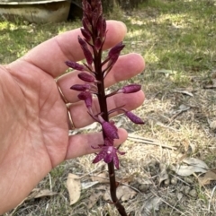 Dipodium punctatum (Blotched Hyacinth Orchid) at Kangaroo Valley, NSW - 21 Nov 2023 by lbradleyKV