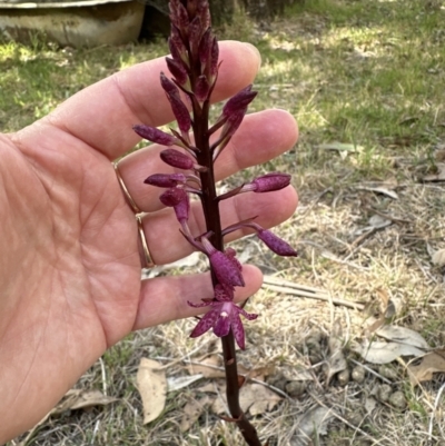 Dipodium punctatum (Blotched Hyacinth Orchid) at Kangaroo Valley, NSW - 21 Nov 2023 by lbradley